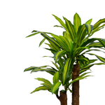 Διακοσμητικό Φυτό  Dracaena σε Γλάστρα Inart Πράσινο pp Υ110εκ