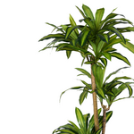 Διακοσμητικό Φυτό Dracaena i σε Γλάστρα Inart  Πράσινο pp Υ170εκ