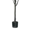 Διακοσμητικό Φυτό Mangola i σε Γλάστρα Inart Λευκό pp Υ155εκ