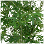 Φυτό σε Γλάστρα Belica Pakoworld Φ45x100εκ