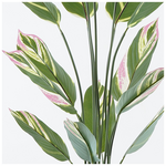 Διακοσμητικό Φυτό σε Γλάστρα Aglaonema Inart Πράσινο Φ80x150εκ