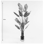 Διακοσμητικό Φυτό σε Γλάστρα Aglaonema Inart Πράσινο Φ80x150εκ