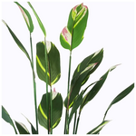 Διακοσμητικό Φυτό σε Γλάστρα Lucky i Inart Πράσινο Φ80x210εκ