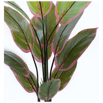 Διακοσμητικό Φυτό σε Γλάστρα Calathea Inart Πράσινο Φ68x120εκ