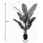 Διακοσμητικό Φυτό σε Γλάστρα Calathea Inart Πράσινο Φ68x120εκ