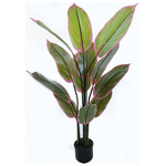 Διακοσμητικό Φυτό σε Γλάστρα Calathea Inart Πράσινο Φ68x120εκ