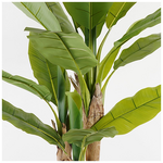 Διακοσμητικό Φυτό σε Γλάστρα Banana Tree Inart Πράσινο Φ53x190εκ