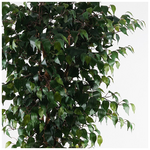 Διακοσμητικό Φυτό σε Γλάστρα Banyan Inart Πράσινο Φ95x180εκ