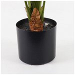 Διακοσμητικό Φυτό σε Γλάστρα Alocasia Inart Πράσινο Φ90x120εκ