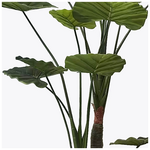 Διακοσμητικό Φυτό σε Γλάστρα Taro Plant Inart Πράσινο Φ90x180εκ
