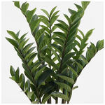 Διακοσμητικό Φυτό σε Γλάστρα Zamia Inart Πράσινο Φ52x88εκ