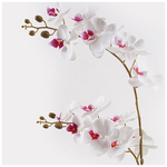 Διακοσμητικό Φυτό σε Γλάστρα Οrchid White Inart 36x17x65εκ