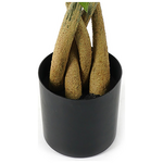 Διακοσμητικό Φυτό σε Γλάστρα Pachira Inart Πράσινο Φ40x60εκ