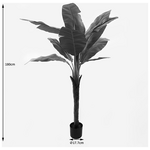 Διακοσμητικό Φυτό σε Γλάστρα Musa Inart Πράσινο Φ105x180εκ