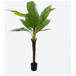 Διακοσμητικό Φυτό σε Γλάστρα Musa Inart Πράσινο Φ105x180εκ