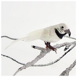 Παπαγαλος Λευκος, 14cm