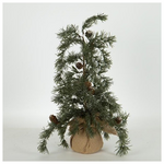 Δεντρακι Ιτια, 54cm