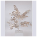 Κλαδι Φτερη, Σαμπανι, 107cm