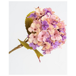 Ορτανσια, ροζ-Μωβ, 17x45cm