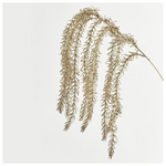 Κλαδι, Σαμπανι, 68cm