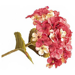 Ορτανσια, Μπορντω, 17x45cm