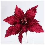 Βελουδινο Αλεξανδρινο Μπορντο, 31cm