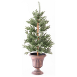 Κυπαρισσι, 120cm