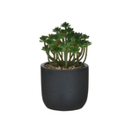 Click Φυτο σε Γλαστρακι 3 Σχεδια Φ14χ20