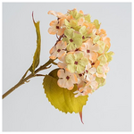 Ορτανσια, Μπεζ, 17x45cm