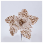 Αλεξανδρινο, Σαμπανι, με Λευκους Ανθηρες, 22cm