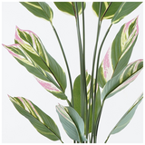 Διακοσμητικό Φυτό σε Γλάστρα Aglaonema Inart Πράσινο Φ80x150εκ