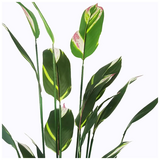 Διακοσμητικό Φυτό σε Γλάστρα Lucky i Inart Πράσινο Φ80x210εκ