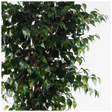 Διακοσμητικό Φυτό σε Γλάστρα Banyan Inart Πράσινο Φ95x180εκ