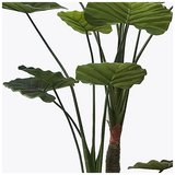 Διακοσμητικό Φυτό σε Γλάστρα Taro Plant Inart Πράσινο Φ90x180εκ