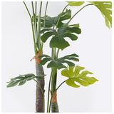 Διακοσμητικό Φυτό σε Γλάστρα Deliciosa i Inart Πράσινο Φ90x160εκ