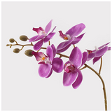 Διακοσμητικό Φυτό σε Γλάστρα Οrchid Beauty Inart 30x13x46εκ