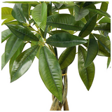 Διακοσμητικό Φυτό σε Γλάστρα Pachira Inart Πράσινο Φ40x60εκ