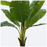 Διακοσμητικό Φυτό σε Γλάστρα Musa Inart Πράσινο Φ105x180εκ