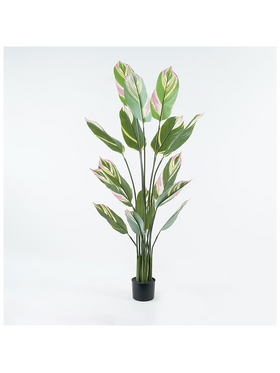 Διακοσμητικό Φυτό σε Γλάστρα Aglaonema Inart Πράσινο Φ80x150εκ