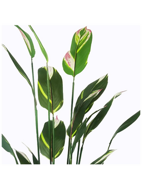 Διακοσμητικό Φυτό σε Γλάστρα Lucky i Inart Πράσινο Φ80x210εκ