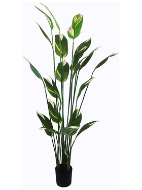 Διακοσμητικό Φυτό σε Γλάστρα Lucky i Inart Πράσινο Φ80x210εκ