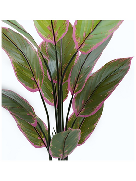 Διακοσμητικό Φυτό σε Γλάστρα Calathea Inart Πράσινο Φ68x120εκ