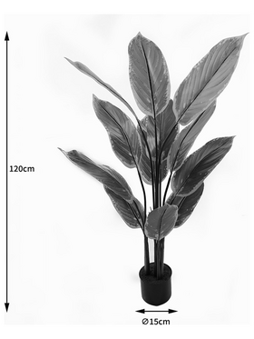 Διακοσμητικό Φυτό σε Γλάστρα Calathea Inart Πράσινο Φ68x120εκ