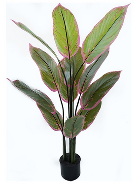 Διακοσμητικό Φυτό σε Γλάστρα Calathea Inart Πράσινο Φ68x120εκ
