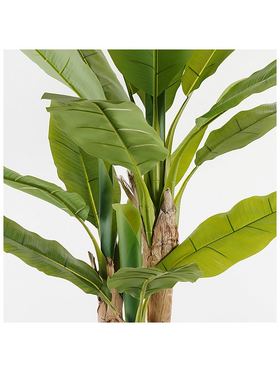 Διακοσμητικό Φυτό σε Γλάστρα Banana Tree Inart Πράσινο Φ53x190εκ