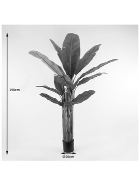 Διακοσμητικό Φυτό σε Γλάστρα Banana Tree Inart Πράσινο Φ53x190εκ