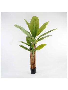 Διακοσμητικό Φυτό σε Γλάστρα Banana Tree Inart Πράσινο Φ53x190εκ