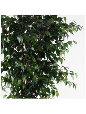 Διακοσμητικό Φυτό σε Γλάστρα Banyan Inart Πράσινο Φ95x180εκ