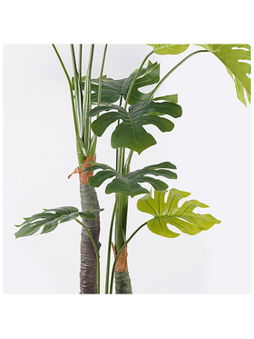 Διακοσμητικό Φυτό σε Γλάστρα Deliciosa i Inart Πράσινο Φ90x160εκ