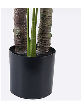 Διακοσμητικό Φυτό σε Γλάστρα Deliciosa i Inart Πράσινο Φ90x160εκ
